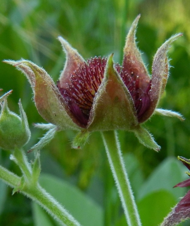 Comarum palustre - (suo)kurjenjalan sivulle siirottavat verholehdet alkavat kääntyä suppuun kukintavaiheen jälkeen. Terälehdet eivät varise muiden ruusukasvien tavoin, vaan pääsääntöisesti kuivuvat paikalleen verholehtien kanssa. Verholehdet ovat ulkopinnaltaan vihreäsävyiset tai hieman punertavat. Ulkoverhiön lehtiä on varsinaisten verholehtien määrän mukaisesti. Ne ovat suikeat, vihreät ja karvaiset sekä yleensä noin 3-7 mm pitkät ja noin 0,7-2 mm leveät. EH, Hämeenlinna, Pullerinmäki, Viisari, Kahtoilammen rantaneva Ahvenistonharjun juurella, 2.7.2011. Copyright Hannu Kämäräinen.