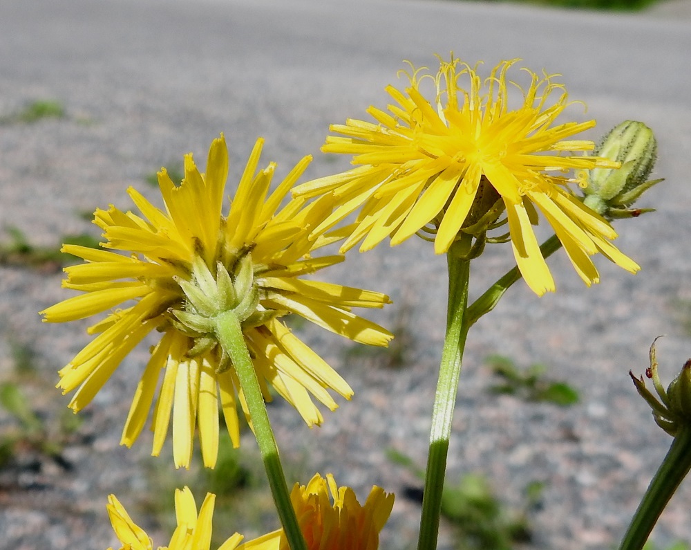 Crepis biennis - piennarkelton kielikukissa on viisi hedettä, joita ei ole helppo silmin havaita, koska niiden keltaiset ja kapean tasasoukat ponnet ovat muiden asterikasvien tavoin lieriömäisen yhdiskasvuisesti emin vartalon ympärillä. Emi on yksivartaloinen ja luotiltaan kaksiliuskainen. Vartalo luotteineen ja ponsilieriöineen nousee näkyville teriön kielen yläpuolelle. 8.7.2024. Copyright Hannu Kämäräinen.