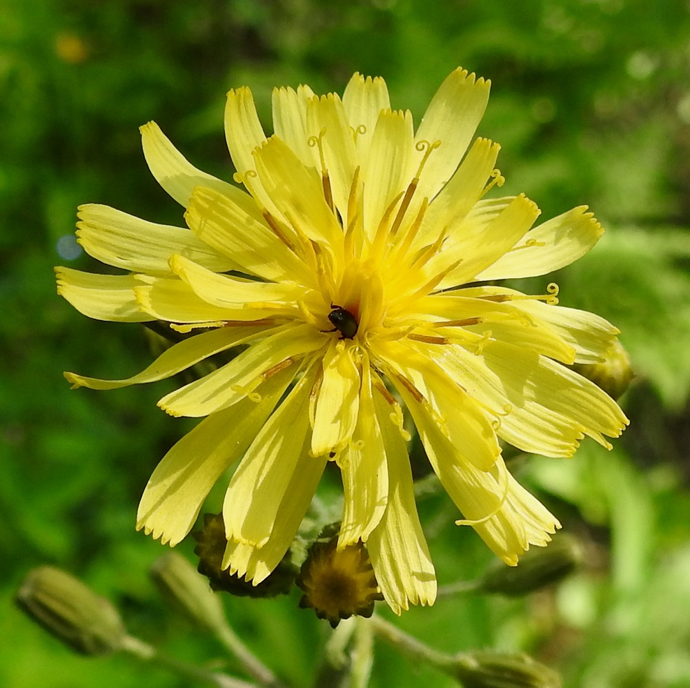 Crepis praemorsa - vanakelton mykerössä on noin 30-40 kaksineuvoista ja keltaista kielikukkaa, joiden kieli on lähes tasasoukka, kärjestään viisihampainen ja noin 2-3 mm leveä. Laitimmaisten kukkien kieli on enintään noin 10-12 mm pitkä ja keskimmäisten kukkien vähintään noin 6-7 mm pitkä. Kuvassa kovakuoriainen tunkee itseään mykerön keskustaan ilmeisesti jonkinlaisen ravinnon toivossa. 17.6.2017. Copyright Hannu Kämäräinen.