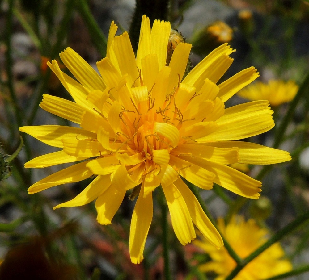 Crepis tectorum subsp. tectorum - kallioketokelton kielikukkien kieliosa on lähes tasasoukka, kärjestään viisihampainen ja noin 1-1,3 mm leveä. Laitimmaisten kukkien kieli on enintään noin 8-10 mm pitkä ja keskimmäisten kukkien vähintään noin 4-5 mm pitkä. Kukkien mykeröpohjukseen kiinnittynyt tyviosa on noin 3-4 mm pitkä. Kukassa on viisi hedettä, joiden keltaiset ja kapean tasasoukat ponnet ovat lieriömäisen yhdiskasvuisesti emin vartalon ympärillä. Emi on yksivartaloinen ja luotiltaan kaksiliuskainen. Vartalo ja luottiliuskat ovat tummat. Ne nousevat ponsilieriöineen näkyville teriön kielen yläpuolelle. Kuvassa olevassa mykerössä on 48 kielikukkaa. EH, Tampere, Niemi, Näsijärven täyttömaalla peitetty ranta Lentävänniemen venerannan eteläpäässä olevan aallonmurtajaniemekkeen tasalla, 9.7.2014. Copyright Hannu Kämäräinen.