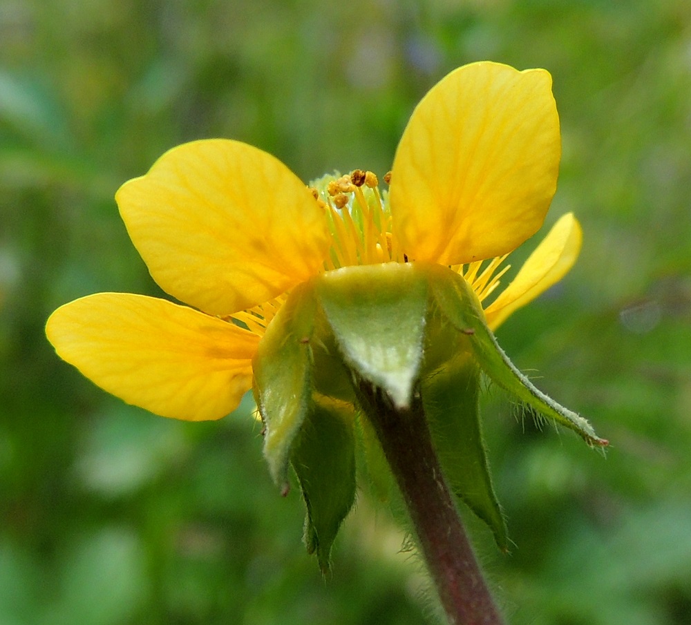 Geum aleppicum - idänkellukan kukat ovat ulkoverhiöllisiä. Varsinaisia verholehtiä on viisi. Ne ovat kolmiomaiset, teräväkärkiset ja tavallisesti noin 5-7 mm pitkät sekä tyveltä noin 3-4 mm leveät. Myös ulkoverhiön lehtiä on viisi. Ne ovat suikeat, yleensä noin 2,5-3 mm pitkät ja noin 0,5-1 mm leveät. Kaikki verholehdet ovat vihreät ja ulkopinnaltaan pitkäkarvaiset. Lisäksi sisäpinnan reunoja kiertää valkonukkainen raita. 9.7.2015. Copyright Hannu Kämäräinen.