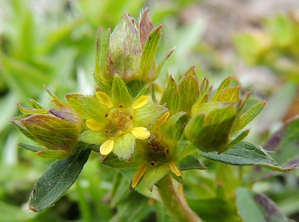 Sibbaldia procumbens - tunturinärvänän kukat ovat ulkoverhiöllisiä ja useimmiten viisiterälehtisiä. Terälehdet ovat keltaiset tai kalpeankeltaiset, suikeat tai kapeansoikeat, pyöreä- tai suippopäiset ja yleensä noin 1,5-2 mm pitkät sekä leveimmältä kohtaa noin 0,6-1 mm leveät. Heteitä on viisi, ja ne ovat ponsineen noin 0,7 mm pitkät. Emejä on noin 10, ja niiden vartalot ovat luottien kanssa noin 0,5 mm pitkät. EnL, Enontekiö, Kilpisjärvi, Saana, Saanan lakialuepaljakka, 1 015 m mpy, 17.7.2013. Copyright Hannu Kämäräinen.