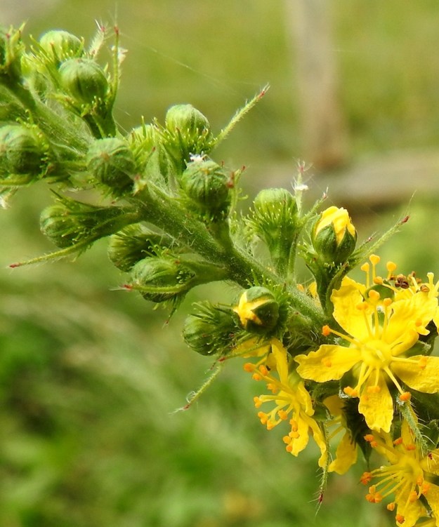 Agrimonia procera - tuoksuverijuuren kukassa on viisi verholehteä. Ne ovat puikean kolmiomaiset, noin 2-2,5 mm pitkät ja leveimmältä kohtaa noin 1,2-1,5 mm leveät. Kehänalainen kukkapohjus on lähinnä vastakartiomainen ja noin 2-2,5 mm pitkä. Sen kärkiosassa on koukkupäisiä sukasia, jotka ovat kukintavaiheessa vielä pehmeähköjä. 12.7.2017. Copyright Hannu Kämäräinen.