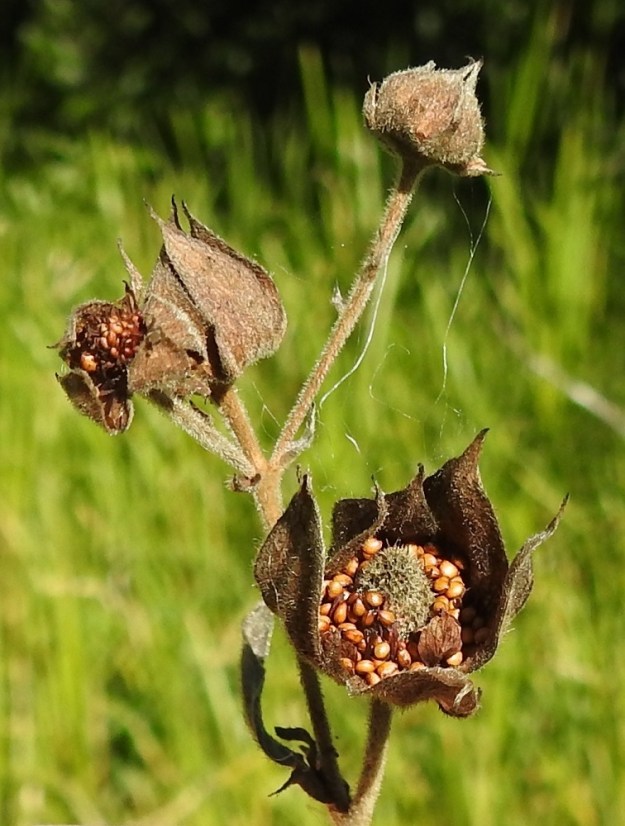 Comarum palustre - (suo)kurjenjalan hedelmistö kehittyy supussa olevien verholehtien suojassa. Kuvausta varten pari suppua on vedetty sormilla auki. Hedelmävaiheessa kukkapohjus paisuu puolipallomaiseksi. Se ei ole kuitenkaan mehevä vaan hohkaisen kuiva. Pähkylöitä on paljon, ja ne ovat pohjuksen pinnalla. EH, Hämeenlinna, Sairio, rautatiesillan itäpuoli, Vanajaveden rannan pitkospuupolun varsi, 30.8.2022. Copyright Hannu Kämäräinen.