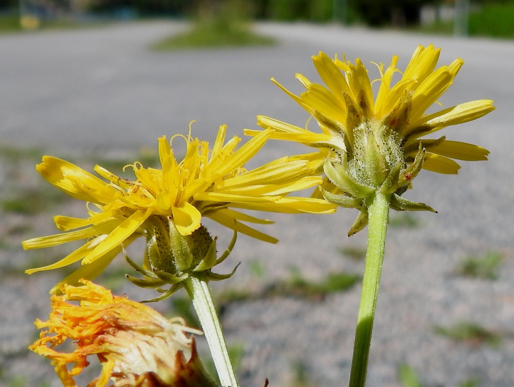 Crepis biennis - piennarkelton monikukkaisen mykerön uloimman kerroksen muodostavat pienet, kapeat ylälehdet eli kehtosuomut, jotka ympäröivät kahtena erilaisena vyöhykkeenä varsinaista kukintoa. Ulommat kehtosuomut ovat ulospäin siirottavat, lähinnä kapeanpuikeat, vihreät tai lähes mustanvihreät ja vaalean hienokarvaiset sekä noin 4-7 mm pitkät ja noin 1,5-2 mm leveät. Sisemmät kehtosuomut ovat suikean tasasoukat, suippokärkiset ja mustanvihreät sekä vaalean hienokarvaiset ja mustan jäykkäkarvaiset. Ne ovat noin 8-13 mm pitkät ja noin 2-3 mm leveät. 8.7.2024. Copyright Hannu Kämäräinen.
