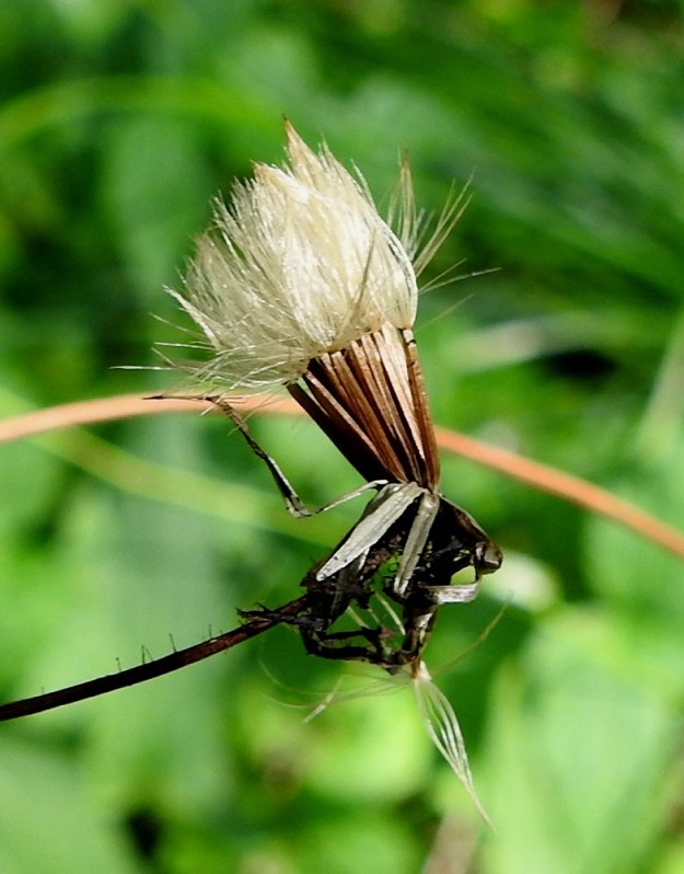 Crepis paludosa - suokelton hedelmistön kypsyttyä kehtosuomut kuihtuvat ja karisevat sekä pähkylät tulevat näkyville. Pähkylä on liereä, 10-harjuinen, kellertävä tai vaaleanruskea ja kalju. Se on tavallisesti noin 4,5-5,5 mm pitkä ja noin 0,7-0,8 mm leveä. Sen kärjessä on valkoinen tai kellanvalkoinen, varreton ja hapsihaiveninen pappus eli verhiön muutunnainen, joka auttaa pähkylöitä leviämään tuulen mukana. Pappus on noin 5-8 mm pitkä, helposti irtoava ja hajoava. 25.7.2024. Copyright Hannu Kämäräinen.