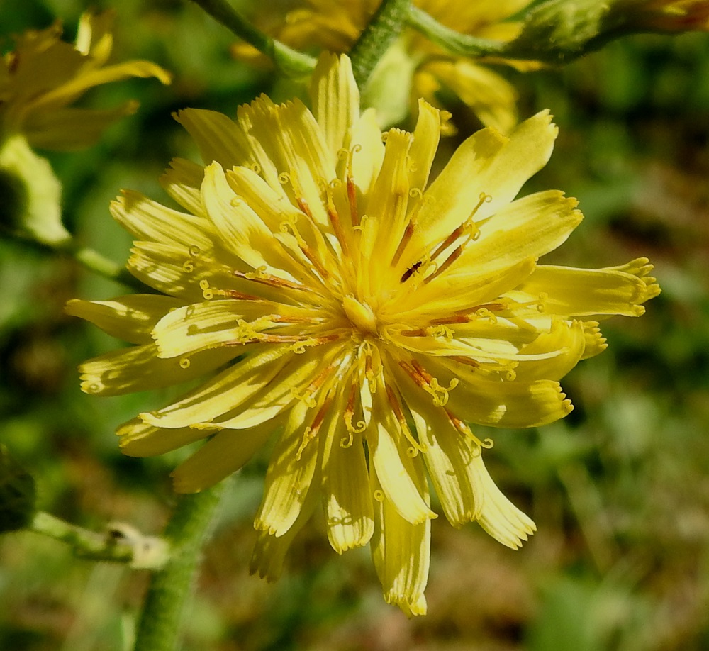 Crepis praemorsa - vanakelton mykerön kukissa on viisi hedettä. Niiden kellanruskehtavat ja kapean tasasoukat ponnet ovat lieriömäisen yhdiskasvuisesti emin vartalon ympärillä. Emi on yksivartaloinen ja luotiltaan kaksiliuskainen. Vartalo luotteineen ja ponsilieriöineen nousee näkyville teriön kielen yläpuolelle. Kuvan mykerössä on 37 kielikukkaa. 7.6.2024. Copyright Hannu Kämäräinen.