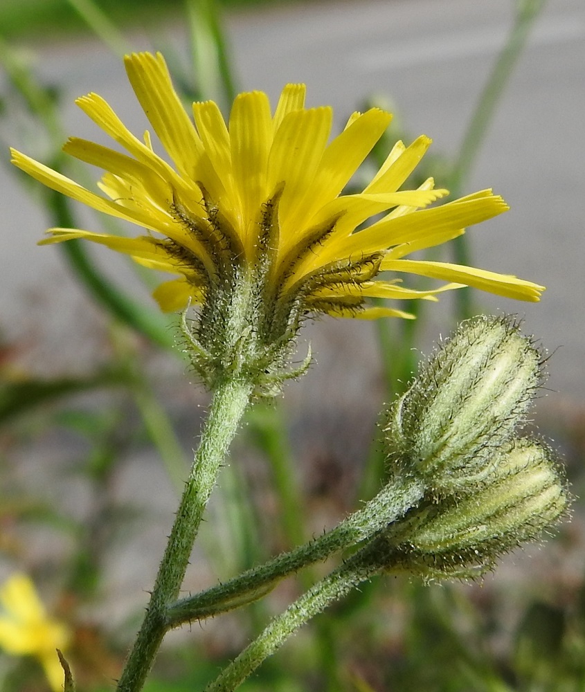 Crepis tectorum subsp. tectorum - kallioketokelton mykeröperä on yläosastaan hieman paksuneva, vaalean ja tumman lyhytkarvainen ja usein myös nystykarvainen sekä yleensä noin 5-50 mm pitkä. Sen tyvellä on tasasoukan suikea tukilehti. Kehtosuomut ympäröivät kahtena erilaisena vyöhykkeenä varsinaista kukintoa. Ulommat kehtosuomut ovat ulospäin siirottavat, lähes tasasoukat, suippokärkiset ja noin 2-4 mm pitkät sekä noin 0,3-0,6 mm leveät. Sisemmät kehtosuomut ovat suikean tasasoukat, suippokärkiset ja käkiosastaan kalvoreunaiset sekä noin 7-8 mm pitkät ja noin 1-1,5 mm leveät. Molemmat suomut ovat lähinnä tummanvihreät, vaalean lyhytkarvaiset ja pitemmästi tumma- tai mustakarvaiset sekä tavallisesti myös nystykarvaiset. EH, Iitti, Kausala, Myllytöyry, Kymentien (tie 12) varsi tankkausaseman kohdalla, 1.7.2017. Copyright Hannu Kämäräinen.