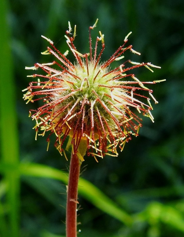 Geum macrophyllum - japaninkellukan pähkylöihin kiinni jäävän emin vartalon tyviosa on hedelmävaiheessa noin 4-6 mm pitkä, lyhyen nystykarvainen ja punaruskea. Sen kärjessä on koukkupäinen nivel, johon kiinnittyy ennen pähkylöiden kypsymistä kariseva kärkiosa. Tyviosa on noin neljä kertaa kärkiosan mittainen. Luottipäinen kärkiosa on suunnilleen puoliväliin saakka karvainen ja noin 1-1,5 mm pitkä. Pallomaiseen hedelmistöön kehittyy enimmillään noin 250 pähkylää. 7.7.2023. Copyright Hannu Kämäräinen.