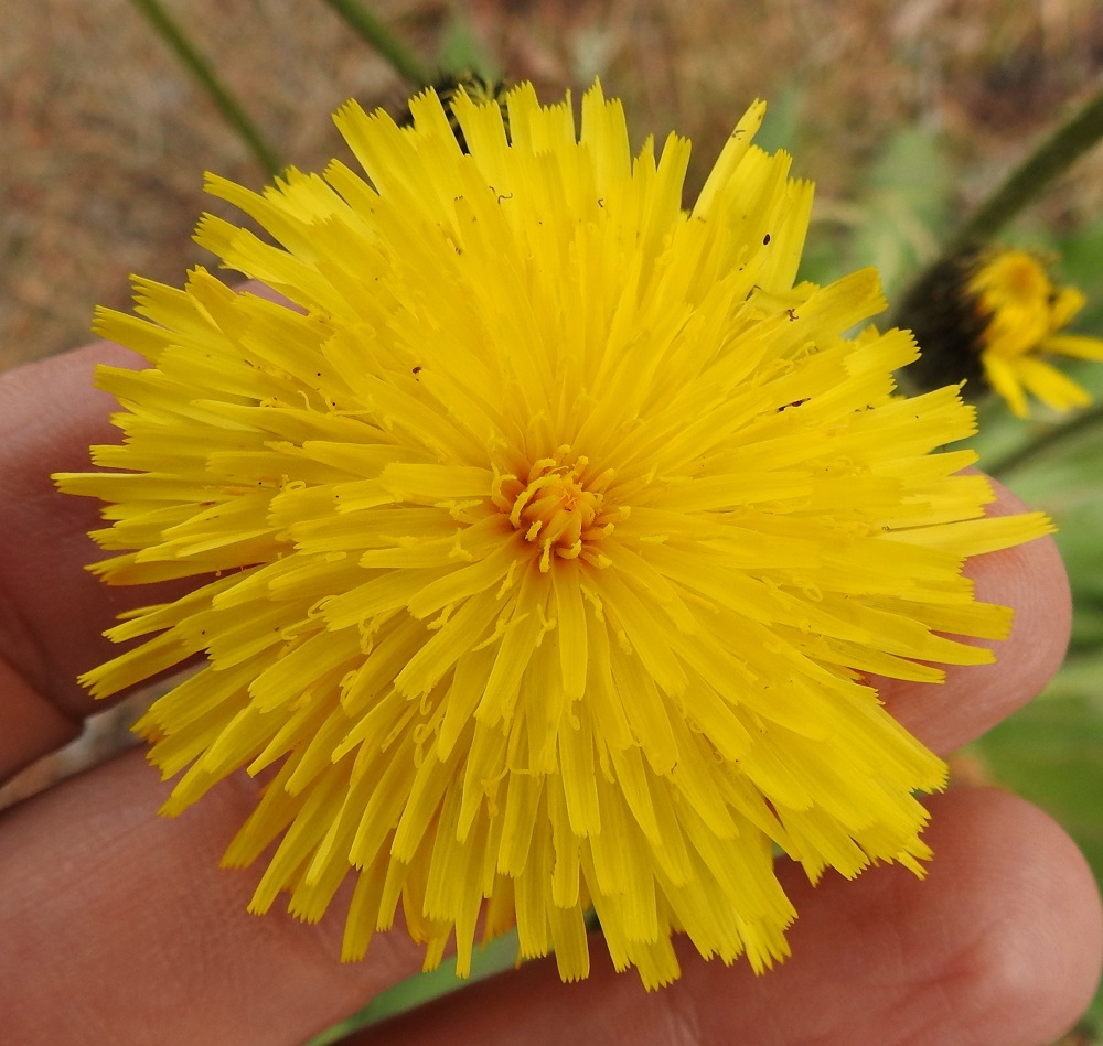 Hypochoeris maculata - (harju)häränsilmän kukintomykerön koon vertailukohtana ovat noin 2 cm leveät kuvaajan sormet. Kuvan mykeröllä on leveyttä noin 55 mm. Häränsilmän mykerössä on noin 200-300 kaksineuvoista, keltaista ja tukisuomullista kielikukkaa, joiden kieli on lähes tasasoukka, kärjestään viisihampainen, täysikasvuisena yleensä noin 10-15 mm pitkä ja noin 2-3 mm leveä. Kukkien mykeröpohjukseen kiinnittynyt tyviosa on noin 7-8 mm pitkä ja jää kokonaan piiloon mykerön sisään. A, Eckerö, Käringsundby, Käringsundsvägenin (tie 106) varsi leirintäalueen kohdalla, merenrannan nurmettunut kangasmaa, 9.7.2017. Copyright Hannu Kämäräinen.