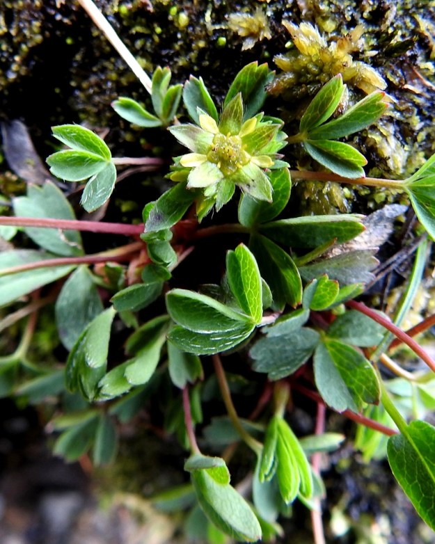 Sibbaldia procumbens - tunturinärvänän terälehdet sijoittuvat varsinaisten verholehtien rajalle, ulkoverhiön lehtien kohdalle. Toisinaan ne voivat puuttua kokonaan. EnL, Enontekiö, Kilpisjärvi, Saanan pitkä ja loivahko luoteisrinne, keskiosa, rinteen poikki kulkeva, matalahko, tihkuvetinen kallioseinämä, 720 m mpy, 18.7.2023. Copyright Hannu Kämäräinen.