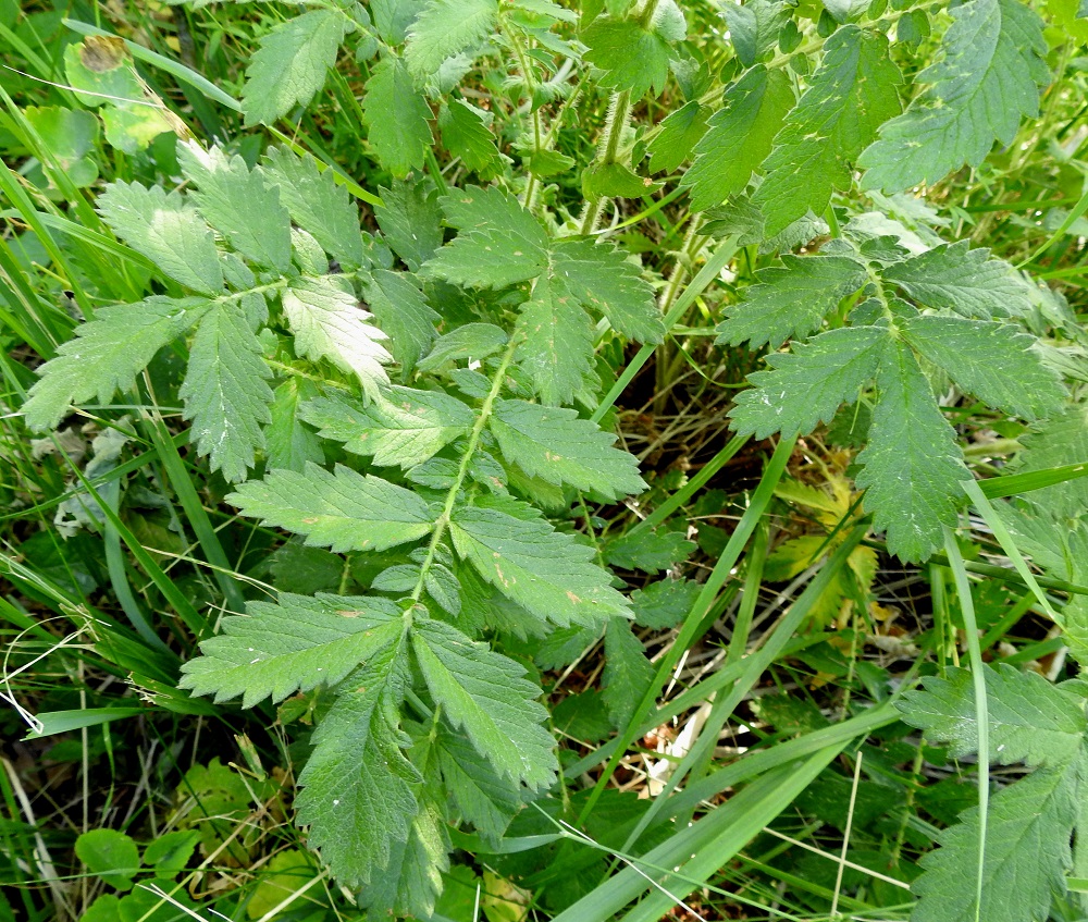 Agrimonia eupatoria - maarianverijuuren lehdet ovat päätöpariset, ja niissä on tavallisesti kolmesta kuuteen ruoditonta lehdykkäparia, joiden koko pienenee tyveä kohti. Lehdykkäparien välissä on lisäksi pieniä välilehdyköitä. Lehtilavan pituus vaihtelee noin välillä 5-25 cm. 10.7.2022. Copyright Hannu Kämäräinen.