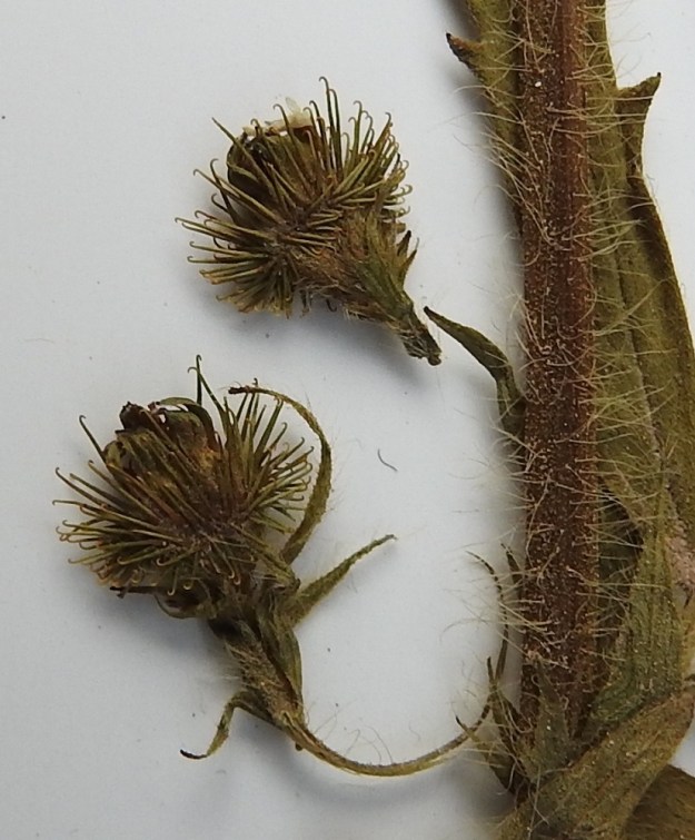 Agrimonia procera - tuoksuverijuuren kukkapohjus sukasineen kovettuu hedelmävaiheessa, ja sen sivut ovat siirottavakarvaiset sekä enintään noin puolet pituudestaan heikosti pitkittäisuurteiset (jääneet kuvassa karvojen alle). Kärjessä tai yläreunan tuntumassa olevat, koukkupäiset sukaset ovat noin 1-4 mm pitkät ja alimpia lukuun ottamatta eteenpäin tai sivulle suuntautuneet. Alimmat sukaset ovat taaksepäin suuntautuneet. Kukkapohjuksen sisällä oleva hedelmä pysyy avautumattomana ja sisältää emien lukumäärän mukaisesti yksi tai kaksi pähkylää. Hedelmävaiheinen kukkapohjus on hedelmineen ja  sukasineen yleensä 6-10 mm pitkä ja noin pituutensa levyinen. 26.7.1995. Kuva näytteestä, joka on samalta kasvupaikalta kuin kuvasarjan muutkin kuvat. Copyright Hannu Kämäräinen.