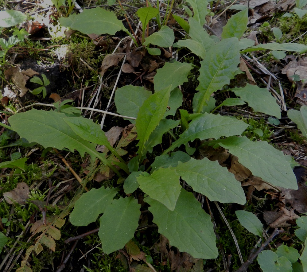Crepis paludosa - suokeltto kasvattaa keväällä ensimmäiseksi aluslehtiruusukkeen, jonka yhteyttämistoiminta lataa lisäenergiaa kookkaan kukintovarren kasvattamiseen. EH, Hämeenlinna, Lammi, Vähä-Evo, Kallio- ja Ekojärven välinen puro Vähä-Evontien länsipuolella, tervaleppäkorpi, lähteen ympäristö, 13.5.2012. Copyright Hannu Kämäräinen.