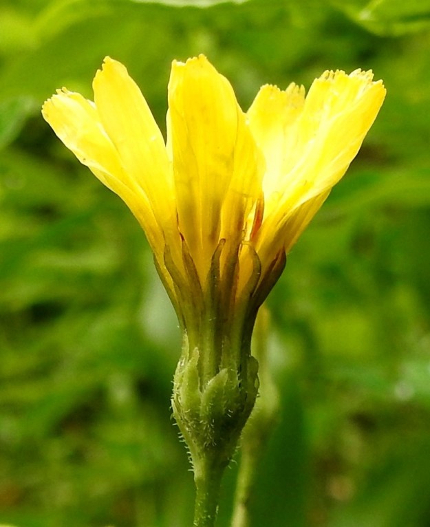Crepis praemorsa - vanakelton monikukkaisen mykerön uloimman kerroksen muodostavat pienet, kapeat ylälehdet eli kehtosuomut, jotka ympäröivät kahtena, tiiviisti toisiaan vasten painautuneena rivinä varsinaista kukintoa. Ulommat kehtosuomut ovat lähinnä kapeanpuikeat, vihreät, noin 2-5 mm pitkät ja noin 1 mm leveät. Sisemmät kehtosuomut ovat lähes tasasoukat, suippokärkiset ja vihreät sekä noin 10 mm pitkät ja noin 0,7-1 mm leveät. Ulommat kehtosuomut ovat ulkopinnaltaan lähes kauttaaltaan lyhytkarvaiset, ja sisemmät suomut ovat kaljuhkot tai vain keskisuonestaan lyhytkarvaiset. 25.6.2017. Copyright Hannu Kämäräinen.