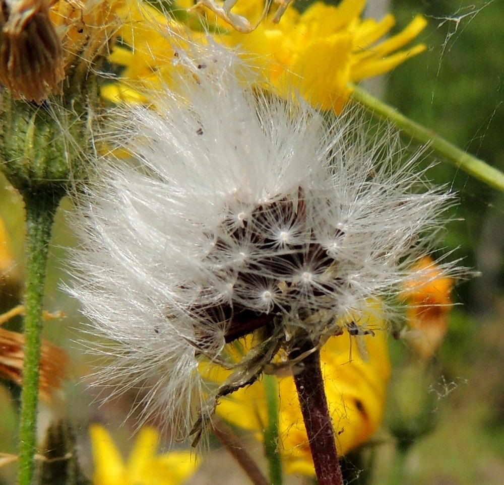 Crepis tectorum subsp. tectorum - kallioketokelton hedelmistön kypsyttyä mykerö avautuu pallomaiseksi haiven- ja pähkyläpaljoudeksi. Pähkylöiden kärjessä on valkoinen, varreton ja hapsihaiveninen pappus eli verhiön muutunnainen, joka auttaa pähkylöitä leviämään tuulen mukana. Pappus on noin 6-7 mm pitkä, helposti irtoava ja hajoava. EH, Tampere, Niemi, Näsijärven täyttömaalla peitetty ranta Lentävänniemen venerannan eteläpäässä olevan aallonmurtajaniemekkeen tasalla, 9.7.2014. Copyright Hannu Kämäräinen.