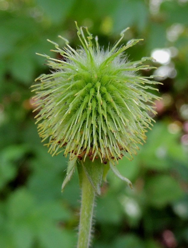 Geum aleppicum - idänkellukan hedelmistö on pysty ja pallomainen. Hedelmistön alle ei kehity erillistä, yhteistä emiö- eli hedelmistöperää. Pähkylät ovat lähinnä pitkulaiset, kärjestään hieman kaarevat ja pitkäkarvaiset sekä noin 2,5-4 mm pitkät ja noin 0,7-1 mm paksut. Pähkylässä kiinni pysyvä emin vartalo on hedelmävaiheessa noin 5-7 mm pitkä ja kaartuu alaspäin. Vartalon alaosa on tyvipäästään karvainen, ja kärjessä on koukkupäinen nivel, johon kiinnittyy ennen pähkylöiden kypsymistä kariseva kärkiosa. Tyviosa on noin kaksi kertaa kärkiosan mittainen. Kärkiosa on luottiin saakka karvainen, ja sen osuus vartalon koko pituudesta on lopulta noin 1,5-2 mm. U, Kerava, Heikkilä, Heikkilänmäki, kotiseutumuseolle johtavan Museopolun laita, 25.7.2015. Copyright Hannu Kämäräinen.