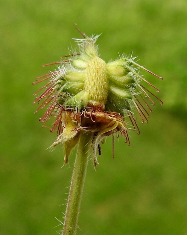 Geum macrophyllum - japaninkellukan pähkylät ovat lähinnä pitkulaisen munanmuotoiset mutta litteähköt, lyhyen myötäkarvaiset ja siirottavasti pitkäkarvaiset. Ne ovat noin 2,5-4 mm pitkät ja leveämmältä sivultaan noin 1-1,5 mm paksut. Pähkylästä suorana sojottava, koukkupäinen emin vartalo takertuu ohi kulkevien eläinten turkkiin tai ihmisten vaatteisiin ja tempaa pähkylän mukaansa kohti uusia kasvupaikkoja. 7.7.2023. Copyright Hannu Kämäräinen.