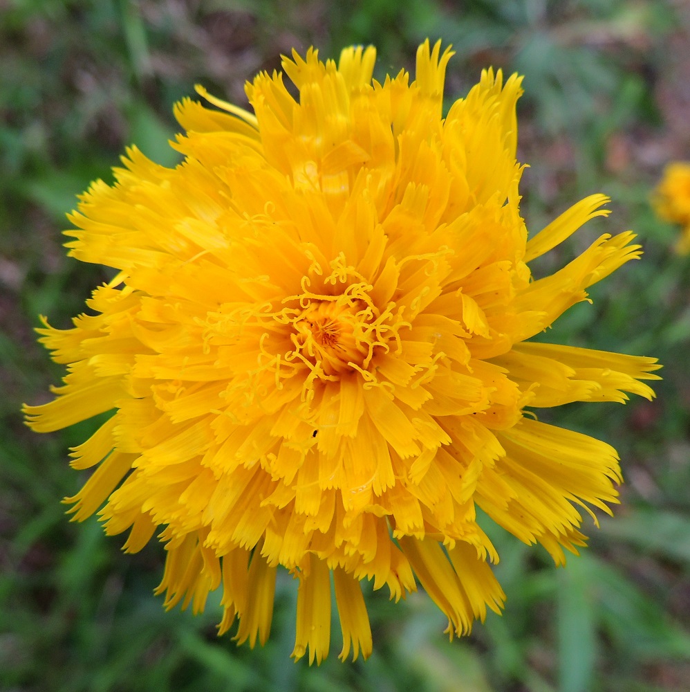 Hypochaeris maculata - (harju)häränsilmän kielikukissa on viisi hedettä. Niiden keltaiset ja kapean tasasoukat ponnet ovat lieriömäisen yhdiskasvuisesti emin vartalon ympärillä. Emi on yksivartaloinen ja luotiltaan kaksiliuskainen. Keltainen vartalo luotteineen ja ponsilieriöineen nousee näkyville teriön kielen yläpuolelle. EH, Pälkäne, keskustan luoteispuoli, Syrjänharju, harjun lakialue vesitornin luoteispuolella, 25.6.2013. Copyright Hannu Kämäräinen.