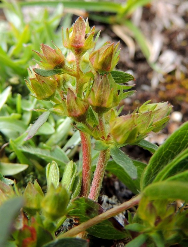 Sibbaldia procumbens - tunturinärvänän kukintovarret ovat vihreäsävyiset tai punertavat ja liereät sekä tiheästi myötäkarvaiset. Kukkaperä on useimmiten noin 2-10 mm pitkä ja myötäkarvainen. Varsinaisia verholehtiä on viisi. Ne ovat kapean kolmiomaiset tai puikeat, suippokärkiset, tavallisesti noin 3-3,5 mm pitkät ja leveimmältä kohtaa noin 1,5-2 mm leveät. Myös ulkoverhiön lehtiä on viisi. Ne ovat suikeat, yleensä noin 1,8-2,5 mm pitkät ja noin 0,5-0,8 mm leveät. Sekä varsinaisen verhiön että ulkoverhiön lehdet ovat vihreät tai ainakin osittain punertavat ja kukinnan jälkeen yleensä pystyt tai suppuun painuneet. EnL, Enontekiö, Kilpisjärvi, Saana, Saanan lakialuepaljakka, 1 015 m mpy, 17.7.2013. Copyright Hannu Kämäräinen.