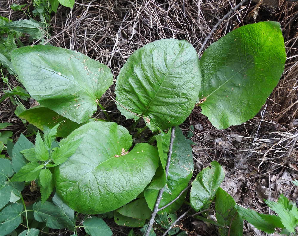 Lactuca macrophylla ssp. uralensis - uralinisosinivalvatin ruusukelehdet sekä varren tyvi- ja alaosan lehdet ovat ruodilliset. Ruoti on siipipalteinen ja yleensä noin 10-25 cm pitkä. Lehtilavan kärkiliuska on kookas, herttamaisen kolmiomainen tai pyöreämuotoinen ja tavallisesti noin 10-20 cm pitkä sekä leveimmältä kohtaa noin 8-15 cm leveä. Kärkiliuskan alapuolella on enintään yksi pieni liuskapari ja toisinaan sekin puuttuu. ES, Mikkeli, Kenkäveronniemi, Kenkävero, Ukonveden Savilahden rannalla olevan kahvilan länsipuolinen metsikkö, 23.7.2021. Copyright Hannu Kämäräinen.