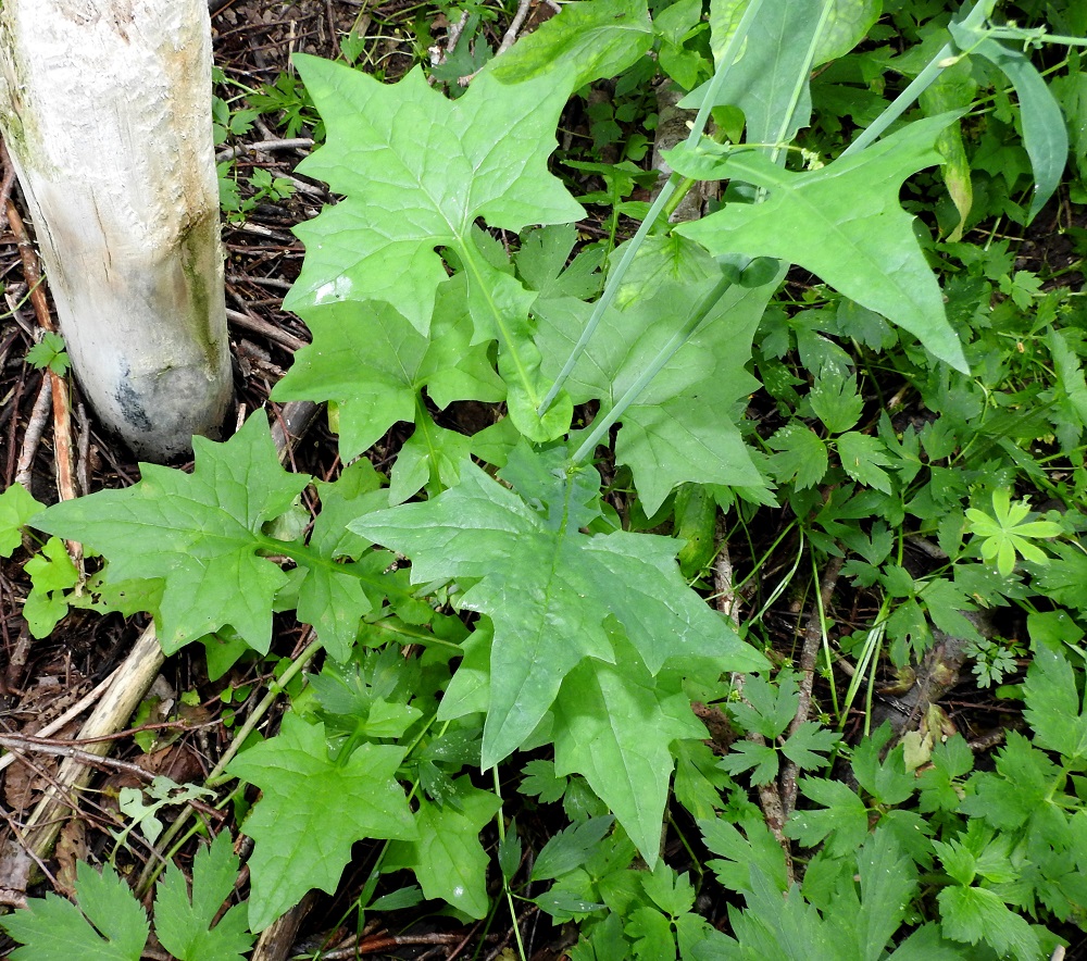 Lactuca muralis - jänönsalaatin lehdet ovat varrella kierteisesti. Alaosan yläpuolisten lehtien osalta on lähinnä makukysymys, pitääkö niitä ruodittomina vai ruodiltaan hyvin leveästi siipipalteisina. Tyvi on joka tapauksessa leveästi ja usein varren ympäri asti sepivä. EH, Kouvola, Kuusankoski, Ahlmanintien lounaispuolella oleva Savonsuon entinen, peitetty teollisuuskaatopaikka-alue, joka laidoiltaan metsittynyt, alueen luoteisen laiteen lepikkö, 31.7.2017. Copyright Hannu Kämäräinen.