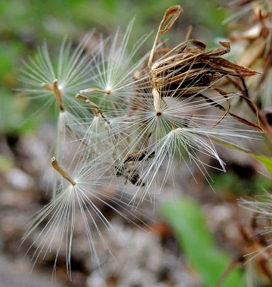 Lactuca sibirica - siperiansinivalvatin hedelmistön kypsyttyä mykerö avautuu haiven- ja pähkyläpaljoudeksi. Pähkylä on lähinnä litistyneen lieriömäinen tai sukkulamainen, harjuinen ja kypsänä kellanruskehtava. Se on tavallisesti noin 4,5-6 mm pitkä ja leveämmältä sivultaan noin 1-1,2 mm leveä. Pähkylän kokonaispituudesta noin 0,7-1 mm on vähän kapeampaa nokka- tai kaulaosaa, jonka kärjessä on valkoinen, hapsihaiveninen pappus eli verhiön muutunnainen. Pappus on noin 9-12 mm pitkä ja auttaa pähkylöitä leviämään tuulen mukana. ES, Lappeenranta, Saimaa, Hyötiönsaari, Vehkataipaleentien rantapenger lähellä kohtaa, jossa tie jatkuu Tuosan saarelle, 27.7.2016. Copyright Hannu Kämäräinen.