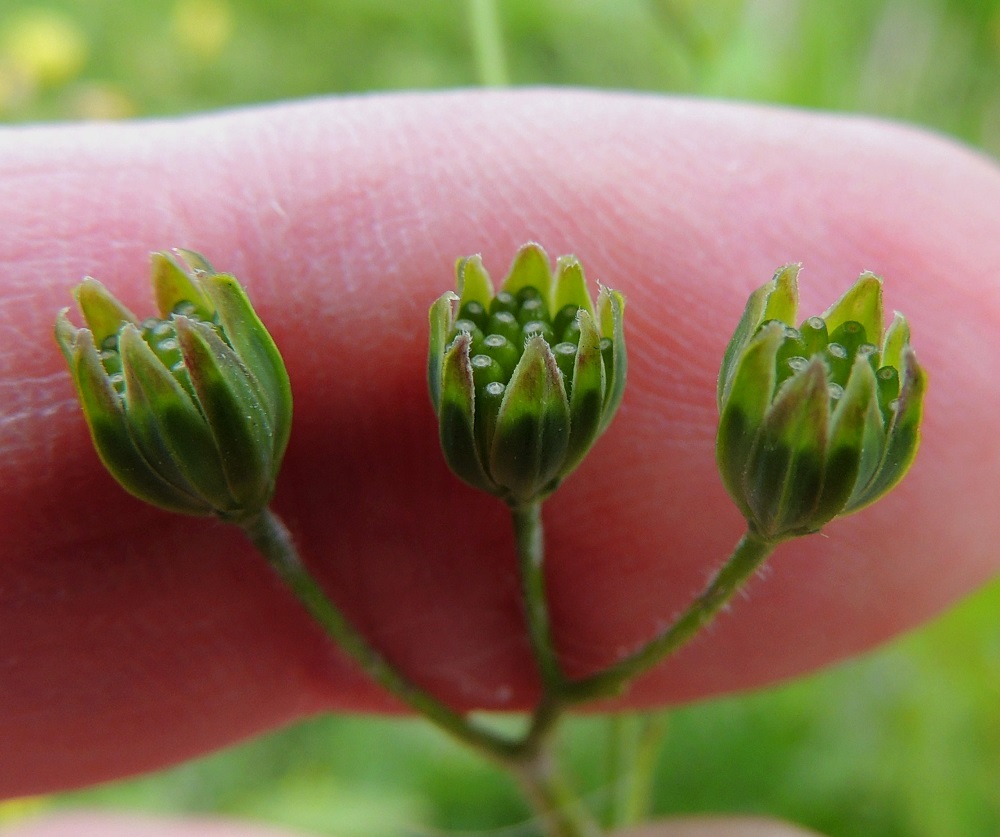 Lapsana communis - linnunkaali poikkeaa sikurikasvien alaheimon muiden sukujen linjasta siinä, että sen kukista puuttuvat verhiöt. Näin ollen pähkylöiden kärjistä puuttuvat myös leviämistä helpottavat pappushaivenet. Pähkylät kehittyvät kehtosuomumaljoissa, joissa ne ovat tiiviisti rinnakkain. Pähkylä on kärjestä liereä, alempaa litteähkö, kalju ja tavallisesti noin 4-7 mm pitkä sekä leveämmältä sivultaan noin 1 mm leveä. EH, Hämeenlinna, Vuorentaka, laaja peltoaukea, kesantopellon laita Hämeen Härkätien (tie 2855) varressa, 31.8.2013. Copyright Hannu Kämäräinen.