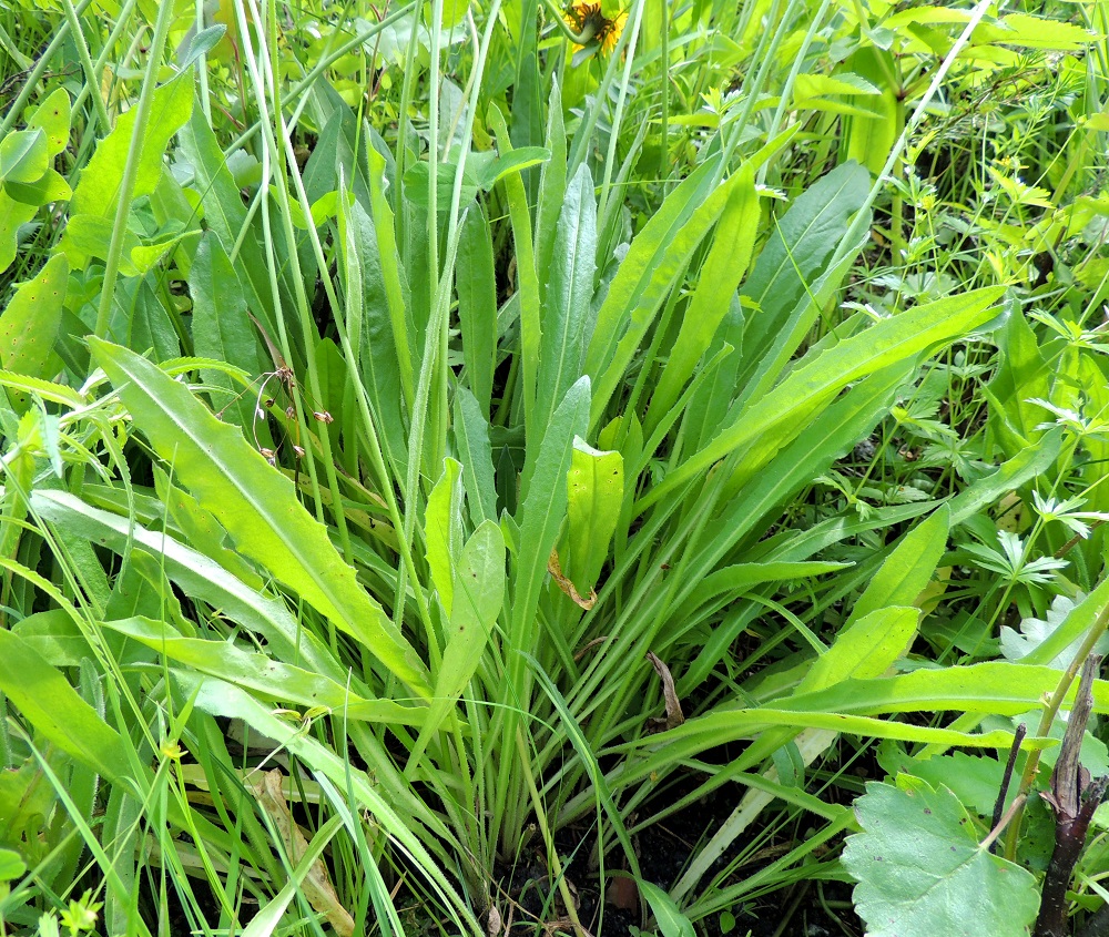 Leontodon hispidus - kesämaitiaisen lehdet ovat ruodilliset ja kasvavat ruusukkeina vanojen tyvellä. Ruoti on useimmiten noin 3-9 cm pitkä, ylempää siipipalteinen ja asteittain lehtilavaksi levenevä niin, että tarkkaa rajaa on lähes mahdoton osoittaa. Lehtilapa on kapean vastapuikea ja suippo- tai tylppäkärkinen sekä tavallisesti noin 7-15 cm pitkä ja leveimmältä kohtaa noin 1,5-3,5 cm leveä. 10.7.2015. Copyright Hannu Kämäräinen.