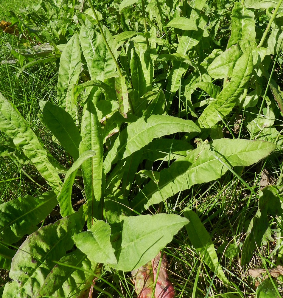 Picris hieracioides - keltanokitkerön ensimmäisen vuoden ruusukelehdet ja toisen vuoden kukkavarren tyvilehdet ovat ruodilliset, kapean vastapuikeat ja hammas-, nirha- tai mutkalaitaiset. Lehtilapa kapenee tasaisesti siipipalteiseksi ruodiksi niin, että ruodin ja lavan rajaa ei voi erottaa. Ruusuke- ja tyvilehdet ovat yleensä noin 15-40 cm pitkät ja leveimmältä kohtaa noin 1,5-7 cm leveät. 25.8.2012. Copyright Hannu Kämäräinen.