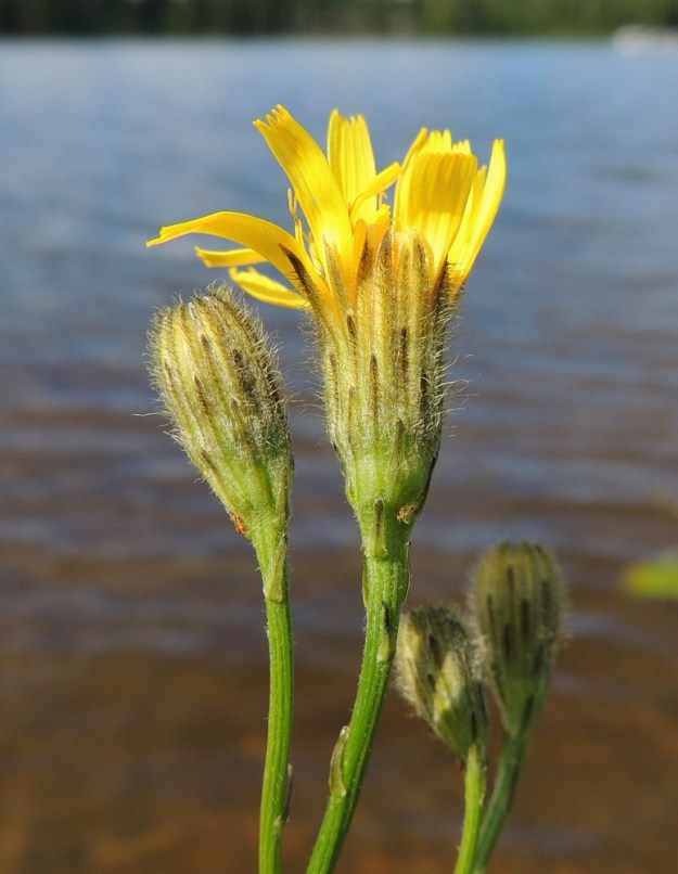 Scorzoneroides autumnalis - syysmaitiaisen mykerömäärissä, kehtojen karvoituksessa ja lehtimuodoissa esiintyy niin paljon vaihtelevuutta ja välimuotoisuutta, että muunnosten määrittelyn mielekkyyttä on myös kyseenalaistettu. Kuvassa oleva karvamykeröinen syysmaitiainen kasvoi parin tuppaan voimin rannalla lähes vesirajassa kaljuhkomykeröisten yksilöiden joukossa. Mihin rotuun se parhaiten solahtaisi? Se on vaalea- mutta ei lyhytkarvainen. Silosyysmaitiaiseksi karvat ovat liian pitkät ja karvasyysmaitiaiseksi liian vaaleat. Kyseessä lienee karvaväriltään poikkeuksellisen vaalea karvasyysmaitiainen tai edellä mainittujen rotujen välimuoto. EH, Hattula, Tenhiälä, Eerolantien päässä oleva Vanajaveden Poransaarenlahden uimaranta, 15.8.2015. Copyright Hannu Kämäräinen.