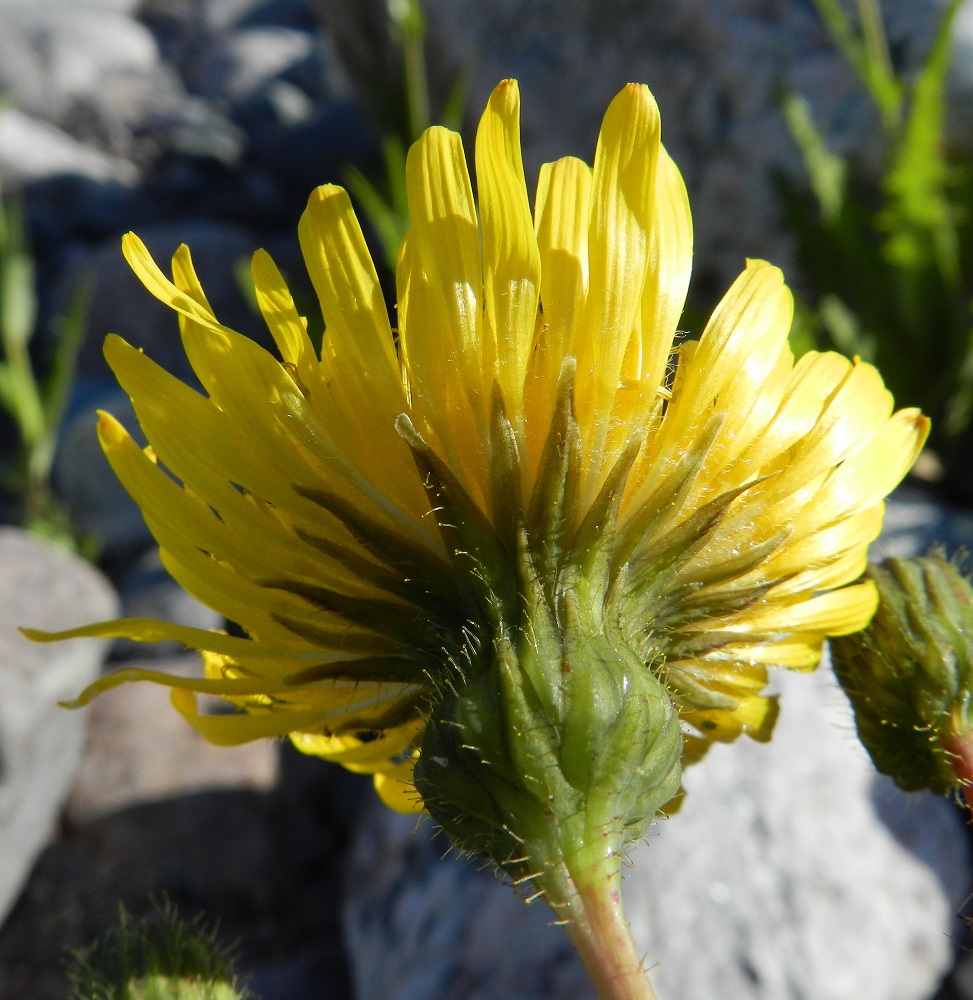 Sonchus arvensis - peltovalvatin ulompien rivien kehtosuomut ovat lähinnä kapeanpuikeat, tyviosan selkäpuolelta pyöristyneet, noin 5-10 mm pitkät ja leveimmältä kohtaa noin 1-2 mm leveät. Sisimmät kehtosuomut ovat lähes tasasoukat, suippokärkiset, noin 15-20 mm pitkät ja leveimmältä kohtaa noin 2-3 mm leveät. Kuvassa on peltovalvatin muunnoksen, meripeltovalvatin, mykerö, jonka kehtosuomut ovat erityisesti Suomenlahden rannikolla yleensä keltanuppisen nystykarvaiset. V, Kemiönsaari, Hiittisten saaristo, Örö, saaren lounaisosan lännenpuoleinen, avoin merenranta, 14.7.2012. Copyright Hannu Kämäräinen.