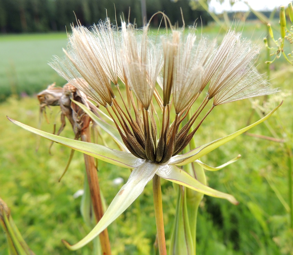 Tragopogon pratensis - piennarpukinparran pähkylät voivat olla myös vaaleanruskeat. Niiden kärjessä on valkoinen ja sulkahaiveninen pappus eli verhiön muutunnainen, joka auttaa pähkylöitä leviämään tuulen mukana. Pappushaivenet ovat noin 20-25 mm pitkiä. Pähkylässä on kapea ja pitkä nokkaosa tai toista termiä käyttäen pitkä pappuksen varsi. EH, Hämeenlinna, Lammi, Lakkola, Lahden Valtatien (tie 12) piennar Ketomäen ja Heikkilän tilojen välisen peltoalueen kohdalla, 3.7.2013. Copyright Hannu Kämäräinen.