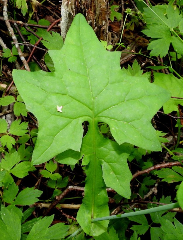 Lactuca muralis - jänönsalaatin lehden kärkiliuska on lähinnä kolmiomainen tai ulkokehältään kolmiomaisen monikulmainen ja keskiosan lehdissä usein herttatyvinen. Se on yleensä noin 4-8 cm pitkä ja leveimmältä kohtaa noin 5-9 cm leveä. Lehdet ovat molemmin puolin kaljut ja päältä helakanvihreät. EH, Kouvola, Kuusankoski, Ahlmanintien lounaispuolella oleva Savonsuon entinen, peitetty teollisuuskaatopaikka-alue, joka laidoiltaan metsittynyt, alueen luoteisen laiteen lepikkö, 31.7.2017. Copyright Hannu Kämäräinen.