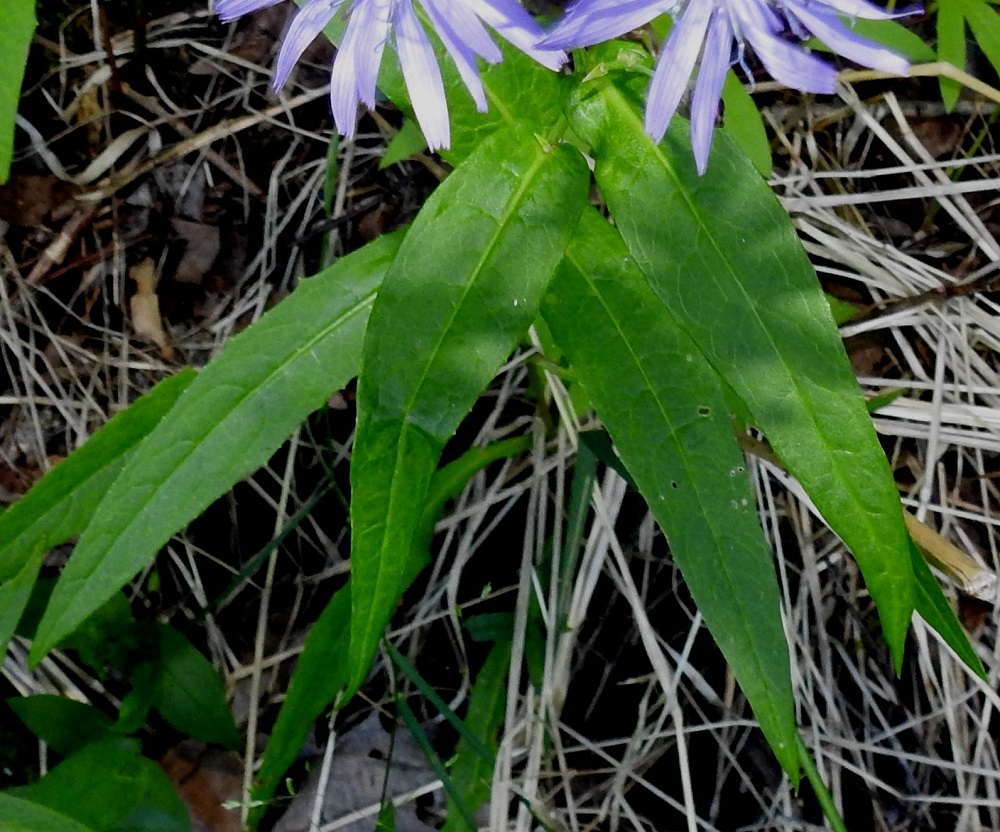 Lactuca sibirica - siperiansinivalvatin lehtien laidat ovat lähes ehyet tai pienesti nirhahampaiset. Toisinaan kuitenkin laidoissa voi olla myös isompia hampaita ja kapeita liuskahampaita. Lehdet ovat päältä vihreät ja tavallisesti noin 4-15 cm pitkät ja leveimmältä kohtaa noin 0,5-4 cm leveät. ES, Imatra, Niskalampi, Liippilahdentien ja Melulantien kulmauksessa oleva Liippilahti, eteläpää, rantaruohikko lähellä vesirajaa, 1.8.2017. Copyright Hannu Kämäräinen.