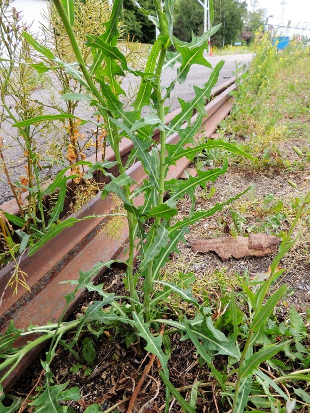 Lactuca tatarica - tataarisinivalvatin lehdet ovat varrella kierteisesti. Tyvellä ja tyviosassa olevien lehtien tyvi kapenee tasaisesti noin 1-3 cm pitkäksi ruodiksi. Muut lehdet ovat ruodittomat. Lehdet ovat tavallisesti noin 4-23 cm pitkät ja leveimmältä kohtaa liuskatkin huomioiden noin 0,3-5 cm leveät. V, Naantali, satama, Satamatien pohjoispuolella kulkeva viljavaraston käytöstä pois jäänyt raide viljavarastorakennusten kohdalla, satamaan vievän siltakuljettimen alla, 12.7.2014. Copyright Hannu Kämäräinen.