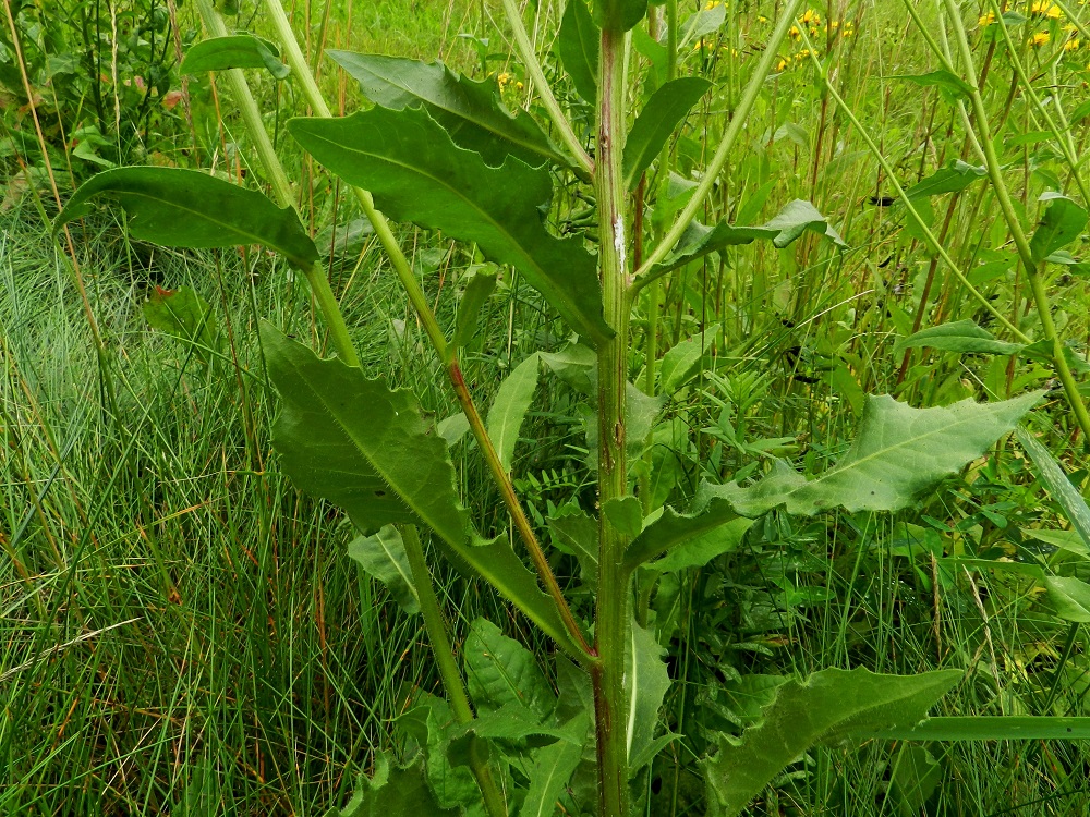 Picris hieracioides - keltanokitkerön varsilehdet ovat kierteisesti. Alimmat niistä ovat tyvilehtien kaltaiset. Muut lehdet ovat ruodittomat, hieman sepivät ja kapeanpuikeat tai suikeat sekä laidoiltaan tyvilehtien kaltaiset. Ne ovat ylimpiä lukuun ottamatta tavallisesti noin 5-25 cm pitkät ja leveimmältä kohtaa noin 1-4 cm leveät. Kaikki lehdet ovat vihreät ja molemmin puolin karheakarvaiset. 21.7.2011. Copyright Hannu Kämäräinen.