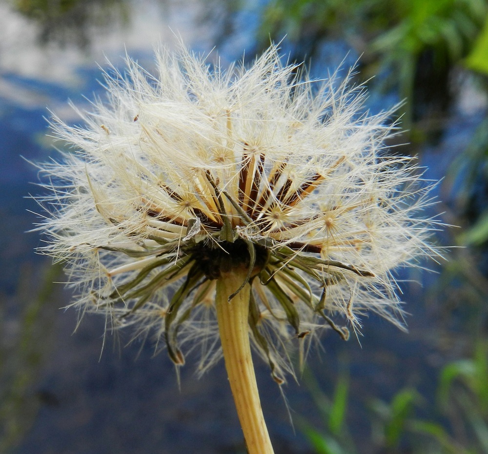 Scorzoneroides autumnalis - syysmaitiaisen hedelmistön kypsyttyä mykerö avautuu haiven- ja pähkyläpalloksi. EH, Hämeenlinna, keskusta-alue, Vanajaveden ranta Hämeen linnan pohjoispuolella, tykistömuseon kohdalla, 24.8.2012. Copyright Hannu Kämäräinen.