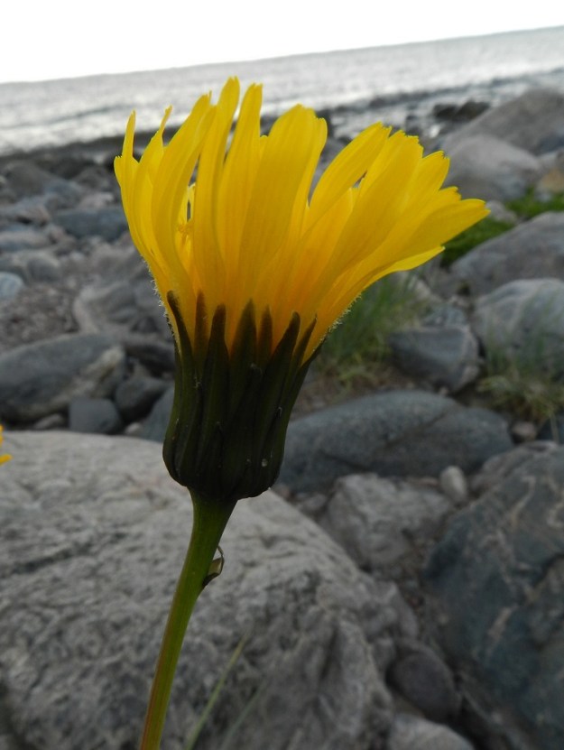 Sonchus arvensis - peltovalvatin muunnoksella, meripeltovalvatilla, on rikkapeltovalvatin tavoin myös kaljukehtoinen muoto, joka on vallitseva Pohjanlahden rannikolla. Kuten kuvasarja osoittaa, peltovalvatin muunnoksia ei voi erottaa toisistaan pelkän mykerön perusteella, niin samannäköisiä ne ovat karvaisuustuntomerkkejä myöten. V, Kemiönsaari, Hiittisten saaristo, Örö, saaren pohjoisosan lännenpuoleinen, avoin merenranta Malmarnan pohjoispuolella olevan saaren kapeikon kohdalla, 14.7.2012. Copyright Hannu Kämäräinen.