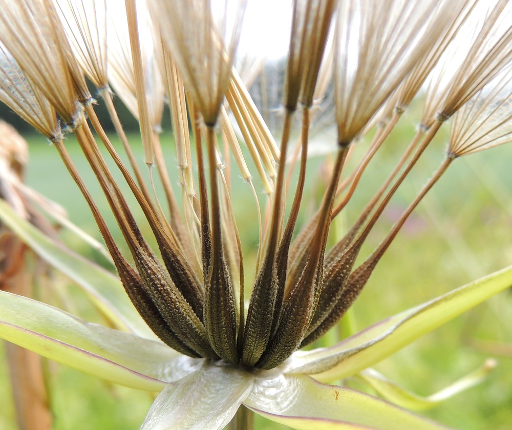 Tragopogon pratensis - piennarpukinparran varsinainen pähkylä on lähinnä sukkulamainen ja enemmän tai vähemmän nystermäinen. Pähkylän kokonaispituus nokkineen on tavallisesti noin 15-25 mm ja siemenosan leveys noin 3-4 mm. Nokkaosan pituus on noin puolet pähkylän kokonaispituudesta. EH, Hämeenlinna, Lammi, Lakkola, Lahden Valtatien (tie 12) piennar Ketomäen ja Heikkilän tilojen välisen peltoalueen kohdalla, 3.7.2013. Copyright Hannu Kämäräinen.