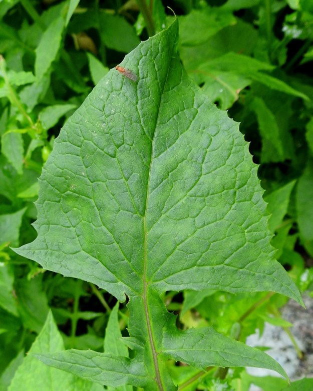 Lactuca alpina - pohjansinivalvatin lehden selvästi kookkain osa on teräväkulmaisen kolmiomainen kärkiliuska, joka yksistään on usein noin 8-15 cm pitkä ja tyveltään noin 5-15 cm leveä. Lehdet ovat nirhalaitaiset sekä päältä vihreät ja kaljut. 20.7.2023. Copyright Hannu Kämäräinen.