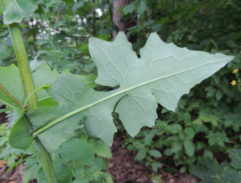Lactuca muralis - jänönsalaatin lehdet ovat alta sinivihreät tai harvoin sinipunaiset. Sivuliuskat ovat monimuotoisen ja usein epäsymmetrisen soikeat, puikeat tai alaspäin kaarevat. Lavan kaikissa liuskoissa ja keskipalteessa on vaihtelevasti leveän kolmiomaisia liuskahampaita, pienempiä hampaita ja nirhaisuutta. Varsi on liereä, kalju ja vihreäsävyinen tai ainakin osittain sinipunainen - punaruskea. U, Kerava, Heikkilä, Heikkilänmäki, kotiseutumuseolle johtavan Museopolun metsikköinen laide, 25.7.2015. Copyright Hannu Kämäräinen.