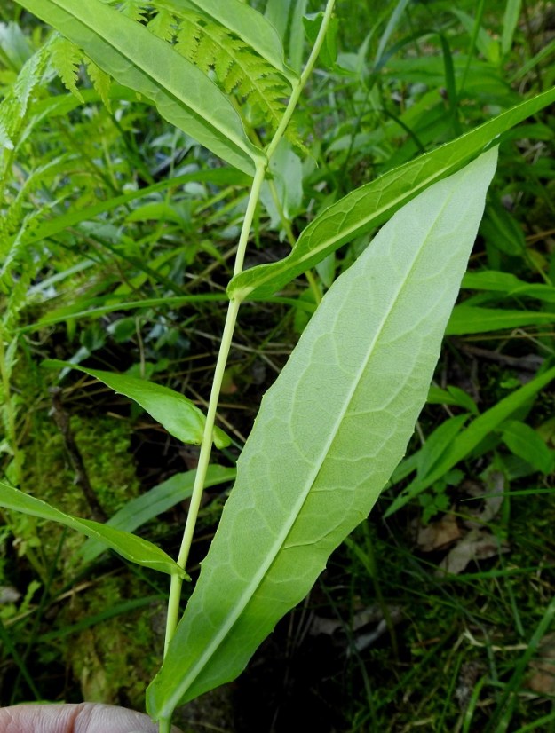 Lactuca sibirica - siperiansinivalvatin tyviosan yläpuoliset lehdet ovat tyveltään hieman sepivät ja alta vaaleamman- tai harmaanvihreät. Varsi ja lehdet molemmin puolin ovat kaljut. ES, Imatra, Niskalampi, Liippilahdentien ja Melulantien kulmauksessa oleva Liippilahti, eteläpää, rantaruohikko lähellä vesirajaa, 1.8.2017. Copyright Hannu Kämäräinen.