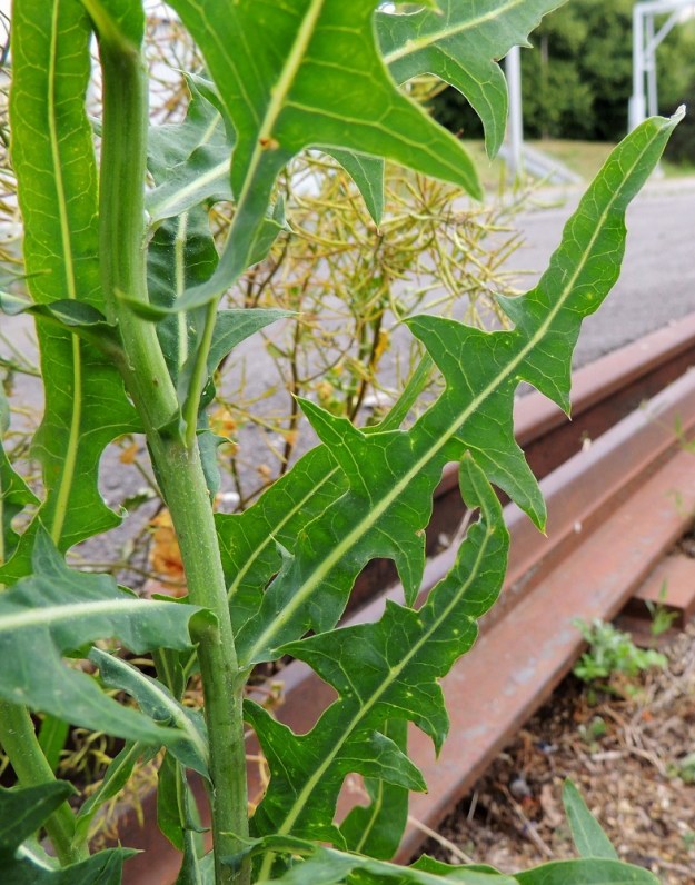 Lactuca tatarica - tataarisinivalvatin varren alaosan yläpuolisten lehtien tyvi on hieman sepivä. Liuskaisten lehtien kärkiosa on pitkä ja suippo. Liuskojen lisäksi laidoissa on jossain määrin hampaita ja matalaa nirhaisuutta. V, Naantali, satama, Satamatien pohjoispuolella kulkeva viljavaraston käytöstä pois jäänyt raide viljavarastorakennusten kohdalla, satamaan vievän siltakuljettimen alla, 12.7.2014. Copyright Hannu Kämäräinen.
