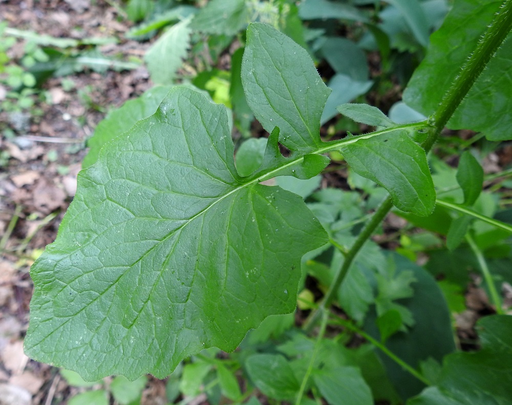 Lapsana communis - linnunkaalin varren tyvi- ja keskiosan lehtilavoissa on iso kärkiliuska, joka on yleensä puikea, kiila-, tylppä- tai herttatyvinen ja vaihtelevasti mutka- tai nirhalaitainen. Sen alapuolella on tavallisesti muutamia enemmän tai vähemmän epäsymmetrisiä sivuliuskoja. Tyvi- ja varsilehtien lapa on yleensä noin 2-10 cm pitkä ja leveimmältä kohtaa noin 0,5-6 cm leveä. U, Helsinki, Myllypuro, Kolsintien ja Sarsantien välisen kävelytien varsi, 24.6.2024. Copyright Hannu Kämäräinen.