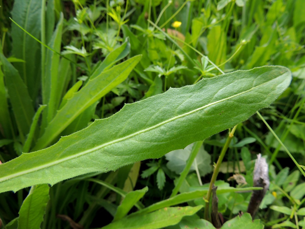 Leontodon hispidus - kesämaitiaisen lehdet ovat vihreät ja aika usein myös pienihampaiset tai vain matalasti nirhalaitaiset. 10.7.2015. Copyright Hannu Kämäräinen.