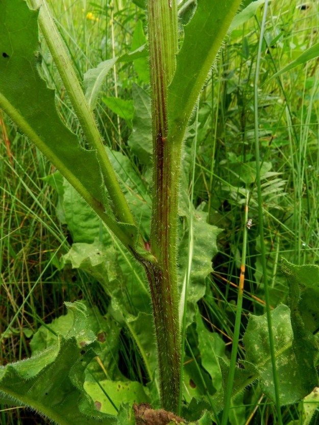 Picris hieracioides - keltanokitkerön varsi on liereä tai tylppäsärmäinen ja karheakarvainen. 21.7.2011. Copyright Hannu Kämäräinen.