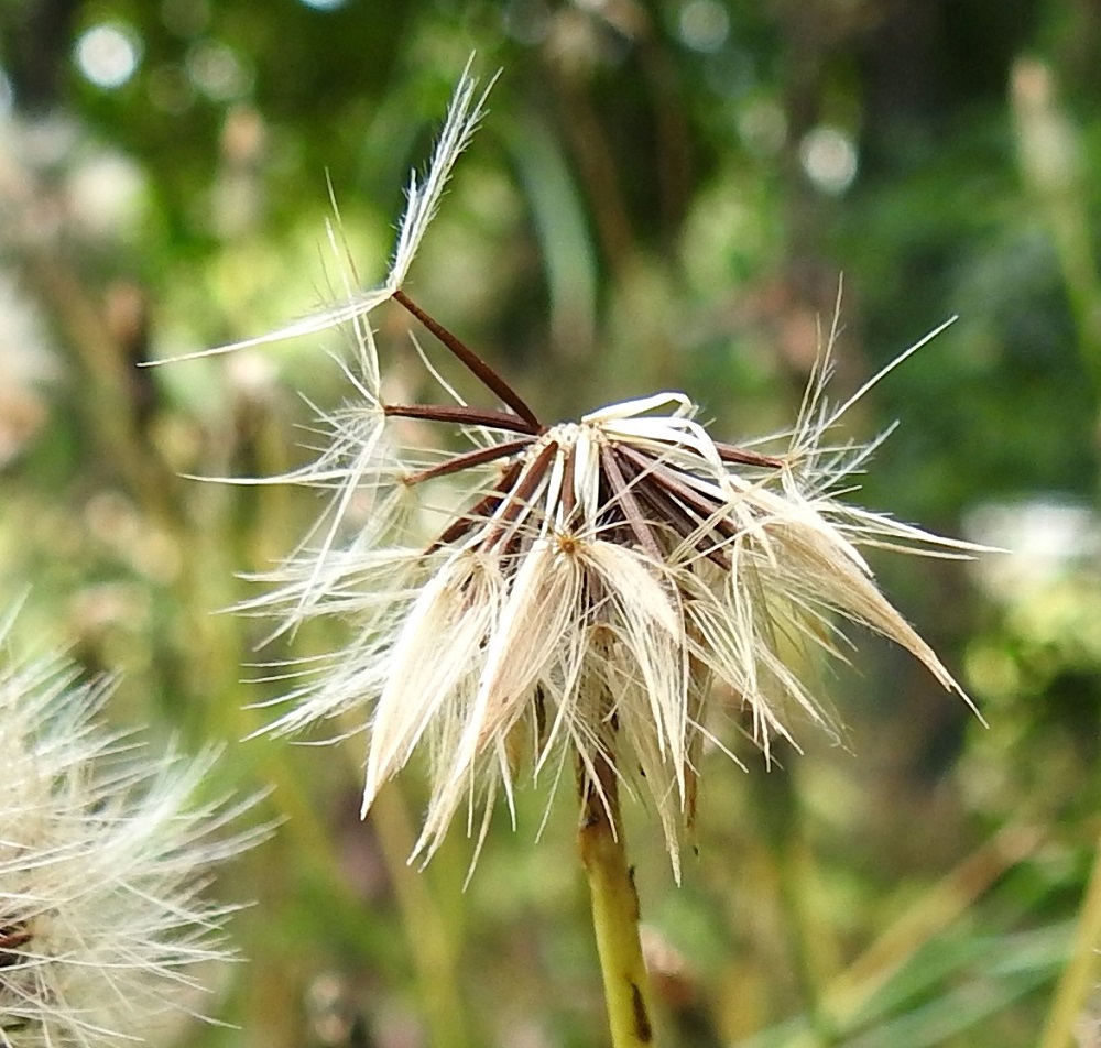 Scorzoneroides autumnalis - syysmaitiaisen pähkylä on lähes liereä tai kapean sukkulamainen ja kypsänä ruskea. Se on tavallisesti noin 5-7 mm pitkä ja noin 0,6-0,8 mm leveä. Sen kärjessä on valkoinen, varreton ja sulkahaiveninen pappus eli verhiön muutunnainen. Pappus on noin 8-11 mm pitkä. EH, Hämeenlinna, Loimalahti, Loimalahdentien ja Majalahdentien kulmauksessa oleva bussilinjojen päätepysäkki, jalkakäytävän laitasora, 4.8.2021. Copyright Hannu Kämäräinen.