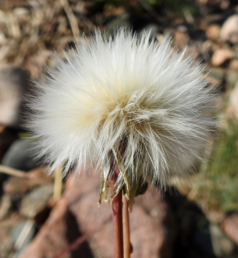 Sonchus arvensis - peltovalvatin hedelmistön kypsyttyä, mykerö avautuu haiven- ja pähkyläpalloksi. Kuvassa on meripeltovalvatti. OP, Oulu, Haukipudas, Virpiniemi, Mustakari, merivartioaseman länsipuolisen niemen kärki, kivikkoinen merenranta, 15.7.2023. Copyright Hannu Kämäräinen.