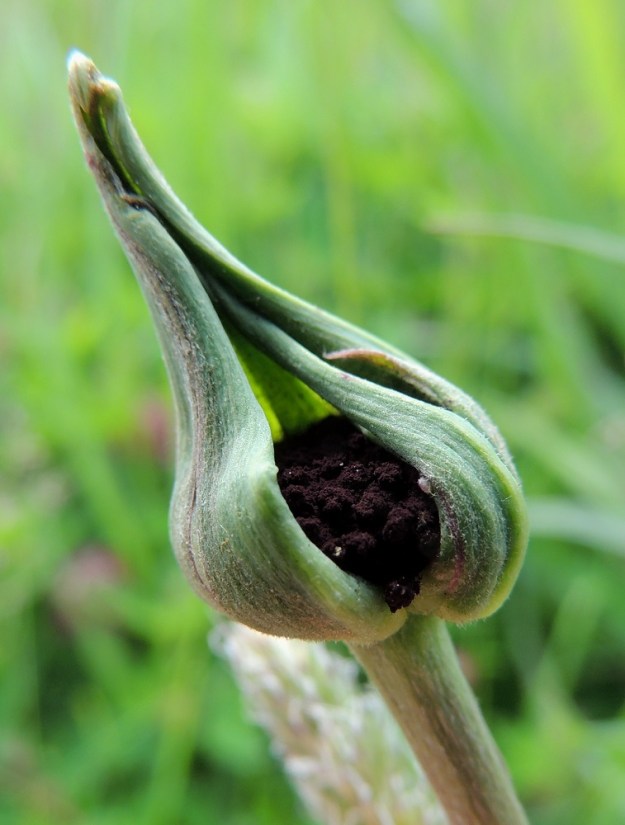 Tragopogon pratensis - piennarpukinparran riesana on siihen erikoistunut nokisieni "pukinparrantuhkio", Microbotryum tragopogonis-pratensis. Sieni tuhoaa mykerön kokonaan usein jo nuppuvaiheessa ja verhoaa sen peittävään ja mustan jauhemaiseen itiöpölyyn. A, Jomala, Kungsö, Kungsövägenin laita peltoalueen kohdalla, Jakosin tilan itäpuolella, 12.6.2014. Copyright Hannu Kämäräinen.